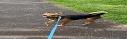 Jack Chi dogs for sale: Adult male Chihuahua/Jack Russell  in Glasgow - Advert 1