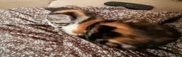 Mixed Breed cats for sale: Ragdoll x Domestic Shorthair Rare Coat Kittens ♥️ in Manchester - Advert 21
