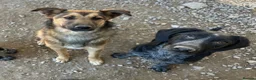 Mixed Breed dogs for adoption: Ted (German Shepherd mix) in Chesterfield - Advert 14