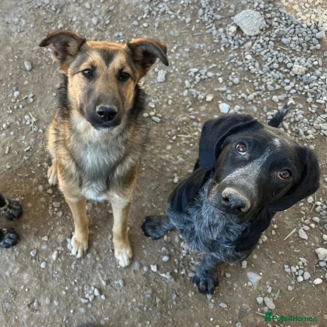 Mixed Breed dogs for adoption: Ted (German Shepherd mix) in Chesterfield - Advert 14