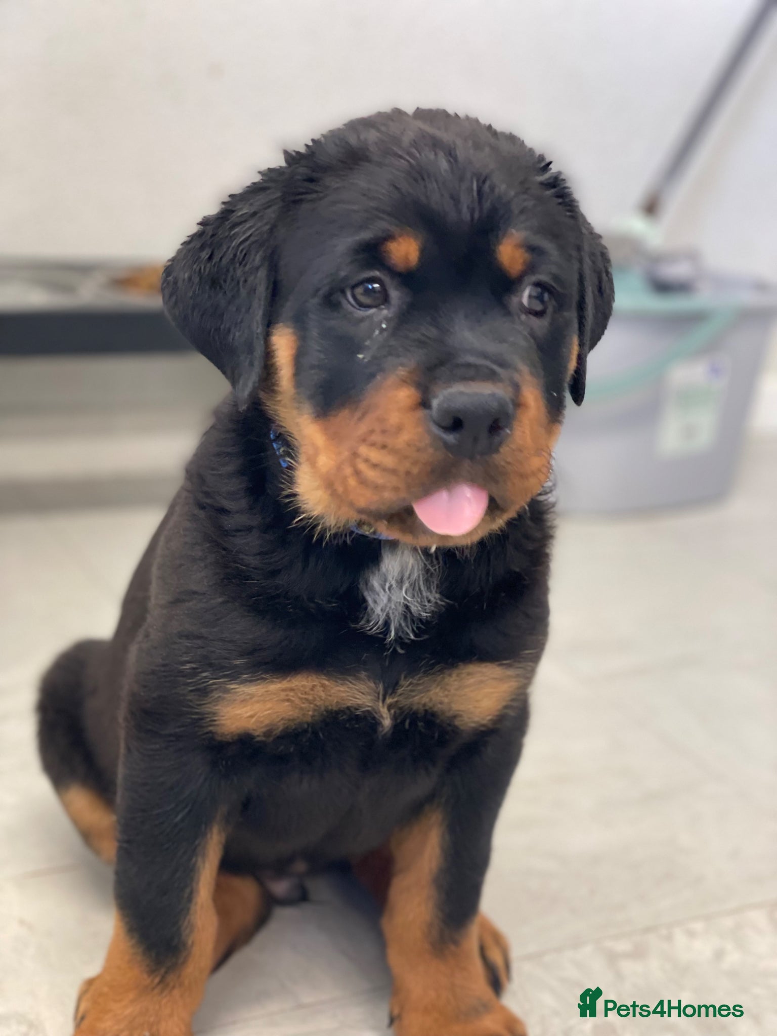 Rottweiler dogs Last one - ROTTWEILER PUPPY *ready to go now* - Advert 2