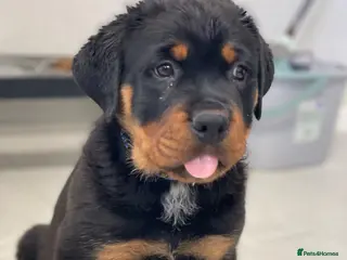 Rottweiler dogs Last one - ROTTWEILER PUPPY *ready to go now* - Advert 2
