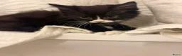 British Shorthair cats for sale: Tabby kittens, litter trained and healthy. - Advert 18