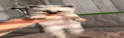 Ragdoll cats for sale: Seal bicolour & seal point  ragdolls  - Advert 5