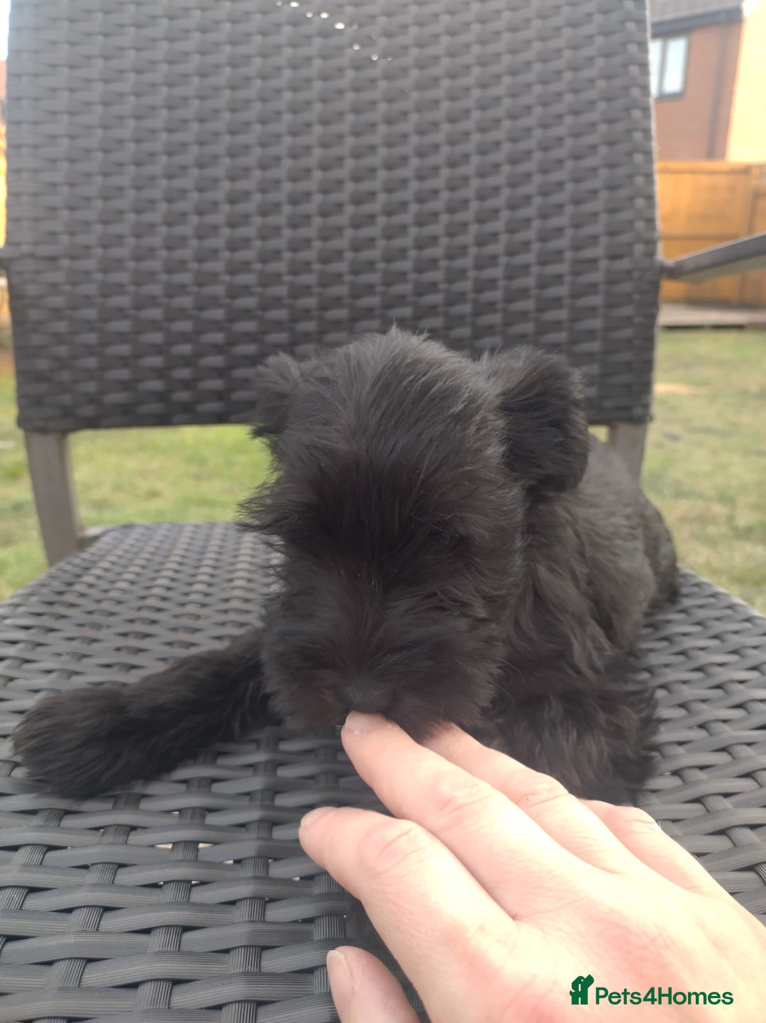 Miniature Schnauzer dogs for sale: Adorable miniature schnauzers ❤️❤️🏡  - Image 10