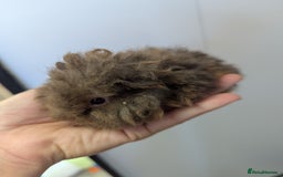 Guinea Pig rodents for sale: Baby boar Lunkarya guinea pigs - Image 4