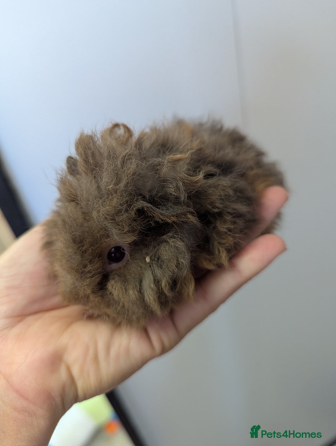 Guinea Pig rodents for sale: Baby boar Lunkarya guinea pigs - Image 4