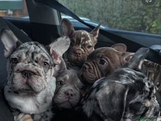 French Bulldog dogs Ready now- Well bred, beautiful temperament pups - Advert 2
