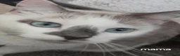 Siamese cats for sale: Siamese cross British Short Hair fluffy kittens - Advert 8