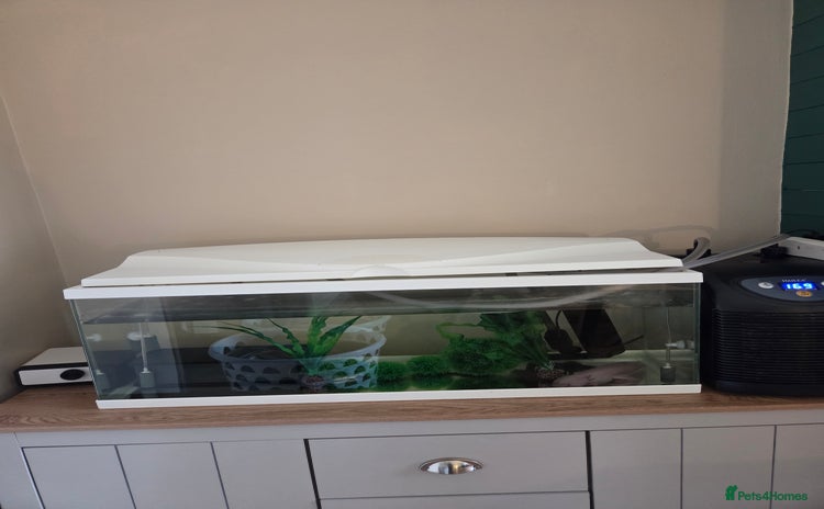 Axolotl reptiles - Advert 1