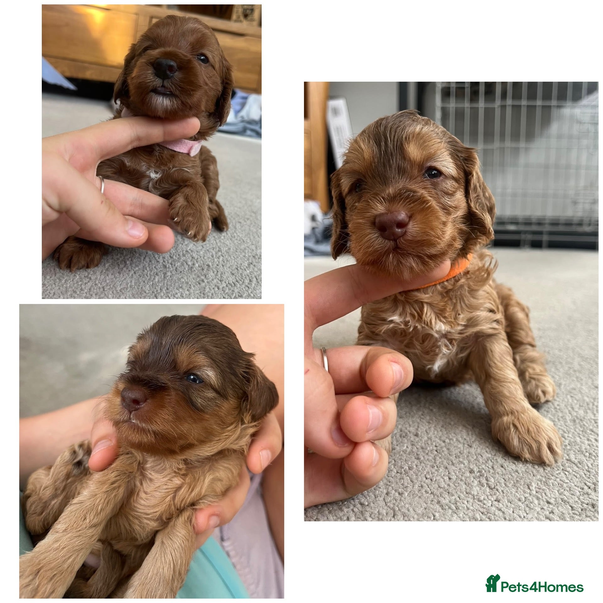 Cockapoo dogs 3 LEFT! Toy F2 Cockapoo Puppies - Poole, VIEW NOW - Advert 1