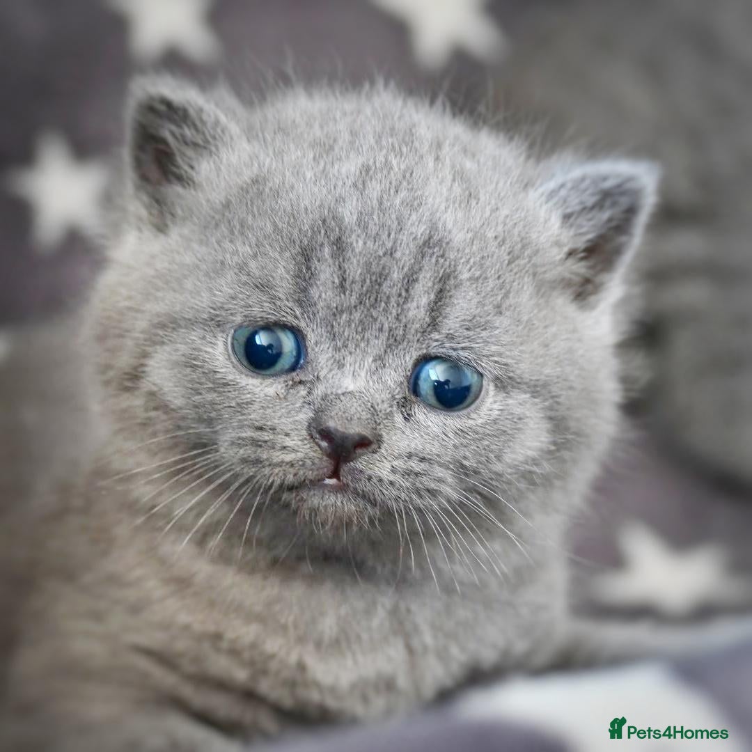 British Shorthair cats Ready in December British short-hair kittens - Advert 6