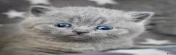 British Shorthair cats for sale: Ready in December British short-hair kittens - Advert 1