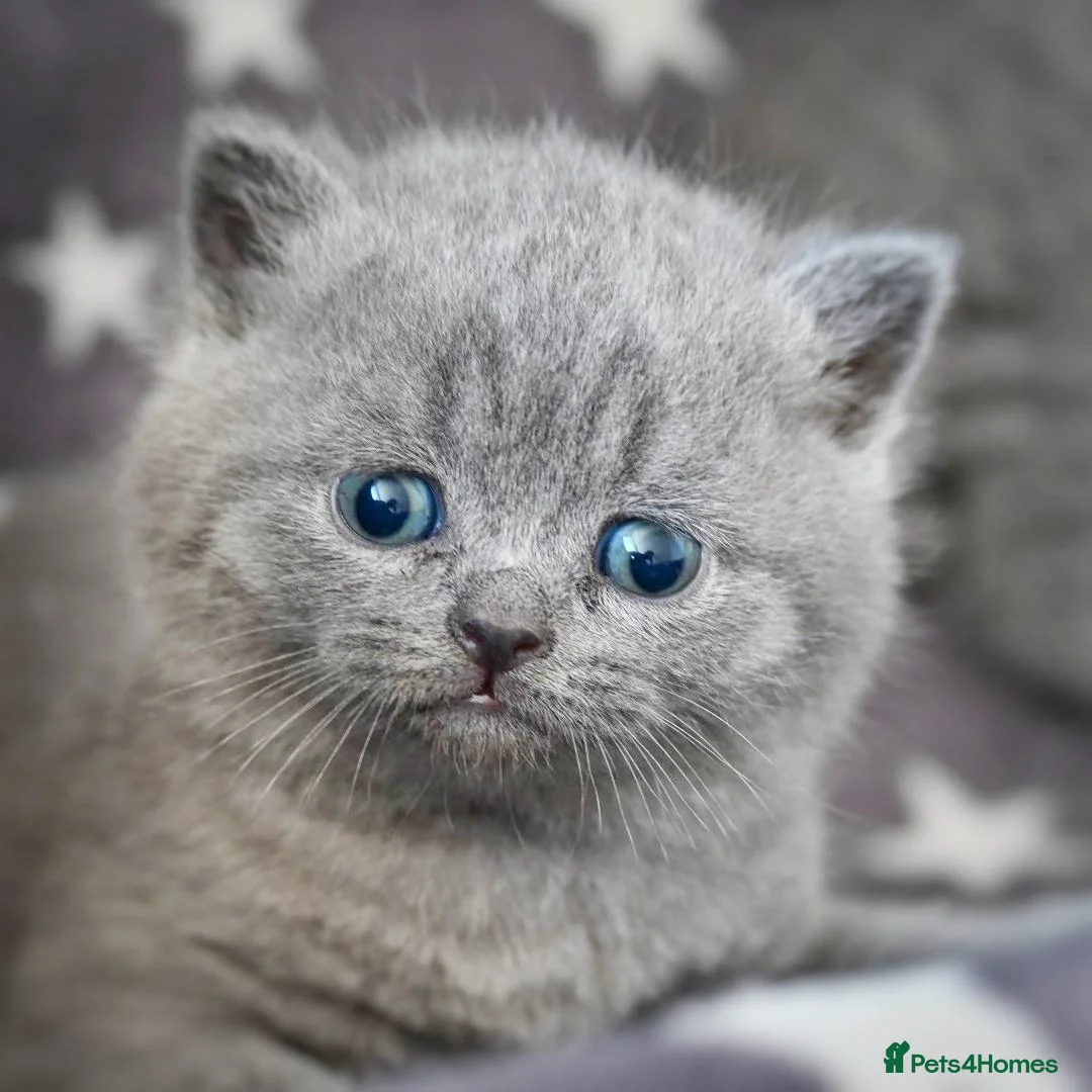 British Shorthair cats for sale: Ready in December British short-hair kittens - Advert 1