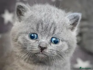 British Shorthair cats Ready in December British short-hair kittens - Advert 18