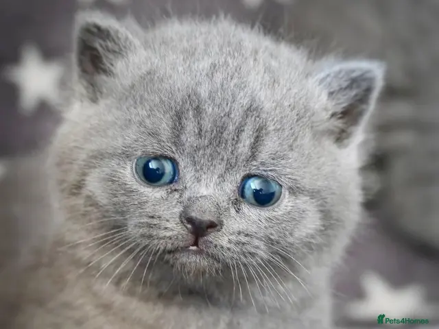 British Shorthair cats Ready in December British short-hair kittens - Advert 1
