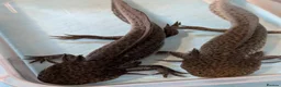 Axolotl reptiles for sale: 3 females hypo axolotl babies - Advert 5