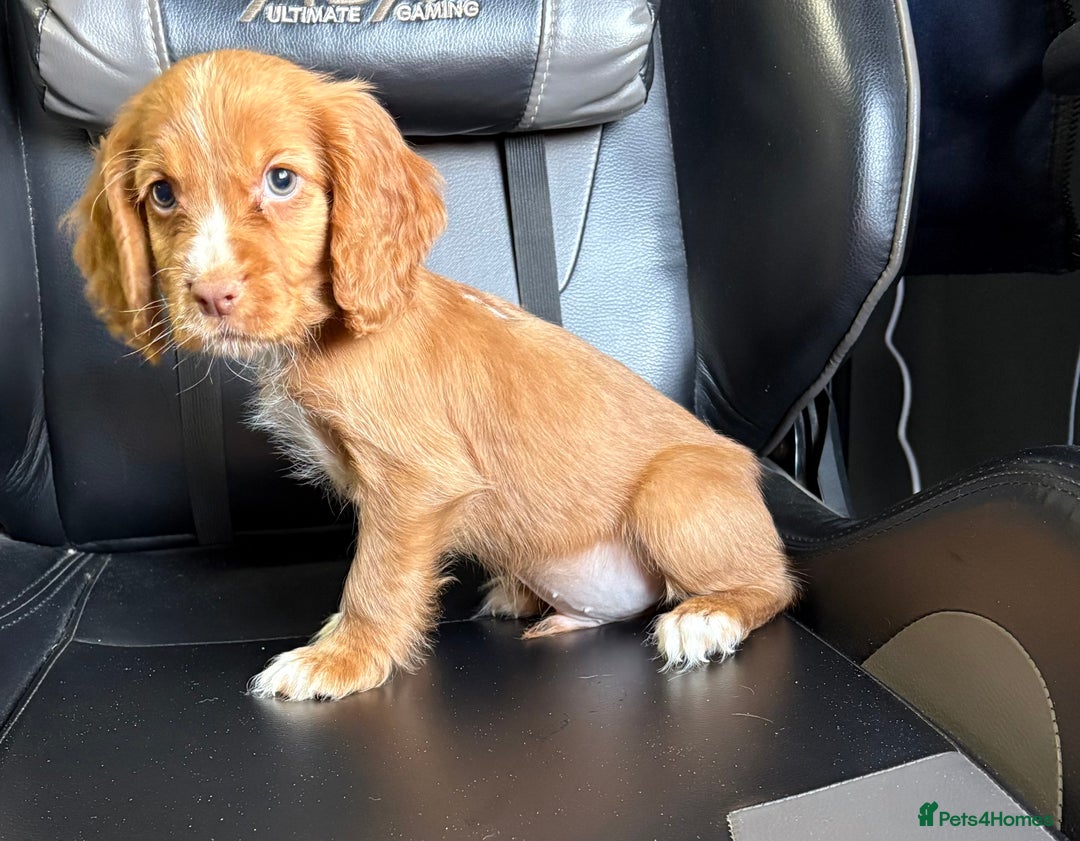Cocker Spaniel dogs for sale: READY NOW MALE KC RED WORKING COCKER SPANIELS - Image 3