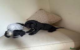Cocker Spaniel dogs for sale: blue roam cocker spaniels - Image 18