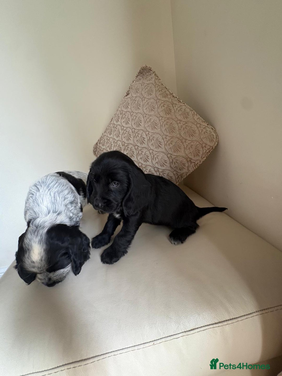 Cocker Spaniel dogs for sale: blue roam cocker spaniels - Image 18