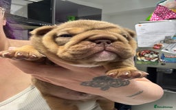 English Bulldog dogs for sale: English bulldog chocolate tri boy with Merle genes - Image 9