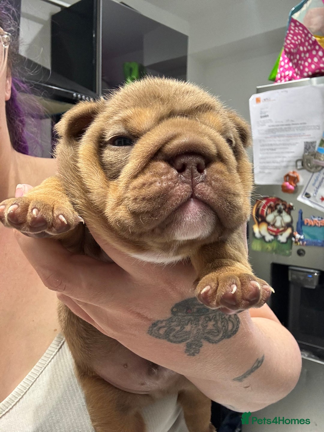 English Bulldog dogs for sale: English bulldog chocolate tri boy with Merle genes - Image 9