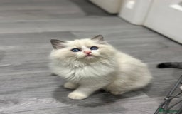 Ragdoll cats for sale: Stunning Ragdoll Boy - Image 14