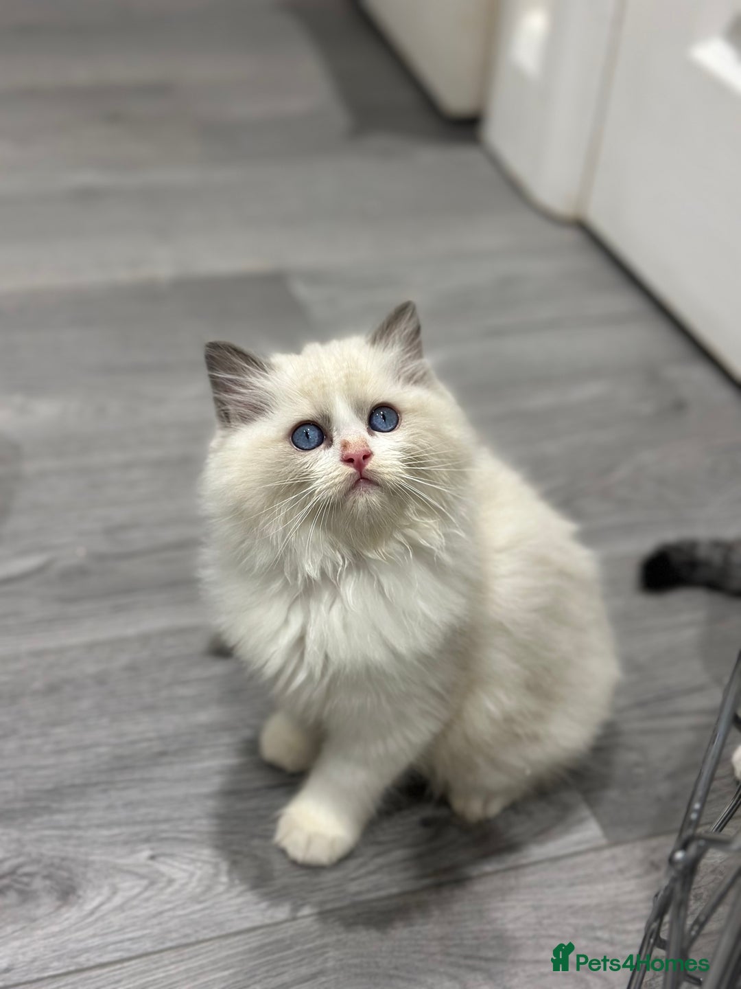 Ragdoll cats for sale: Stunning Ragdoll Boy - Image 14