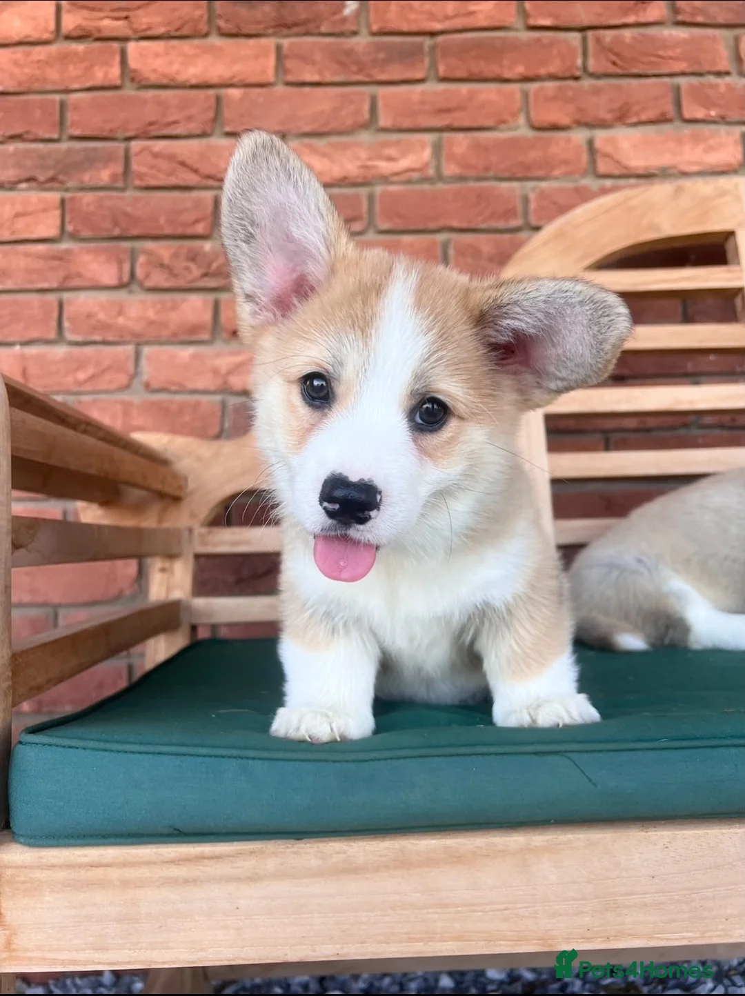 Welsh Corgi Pembroke dogs for sale: Welsh Pembroke corgis  in Lingfield - Advert 2