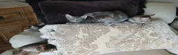 Bengal cats for sale: 3/4 Bengal Kittens  - Advert 5