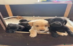 Labrador Retriever dogs for sale: Well bred Labrador puppies - Image 18