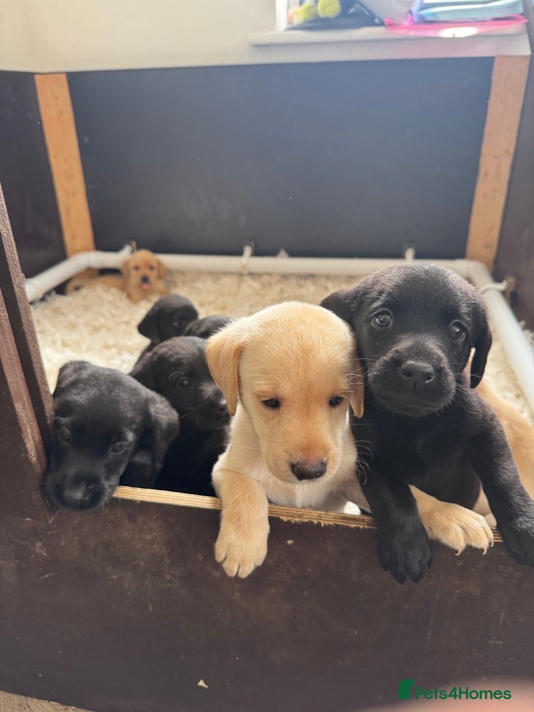 Labrador Retriever dogs for sale: Well bred Labrador puppies - Image 18