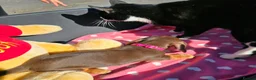 Dachshund dogs for sale: Medium sized' short legged Dachshund puppies - Advert 14