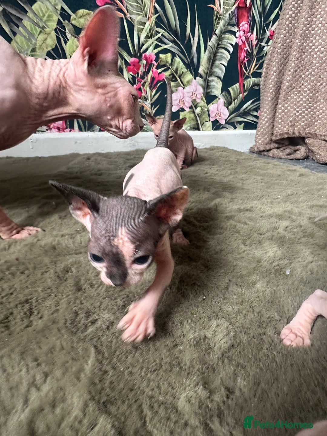Sphynx cats for sale:  6 Beautiful Sphynx Kittens Ready Soon – 5★ - Image 34