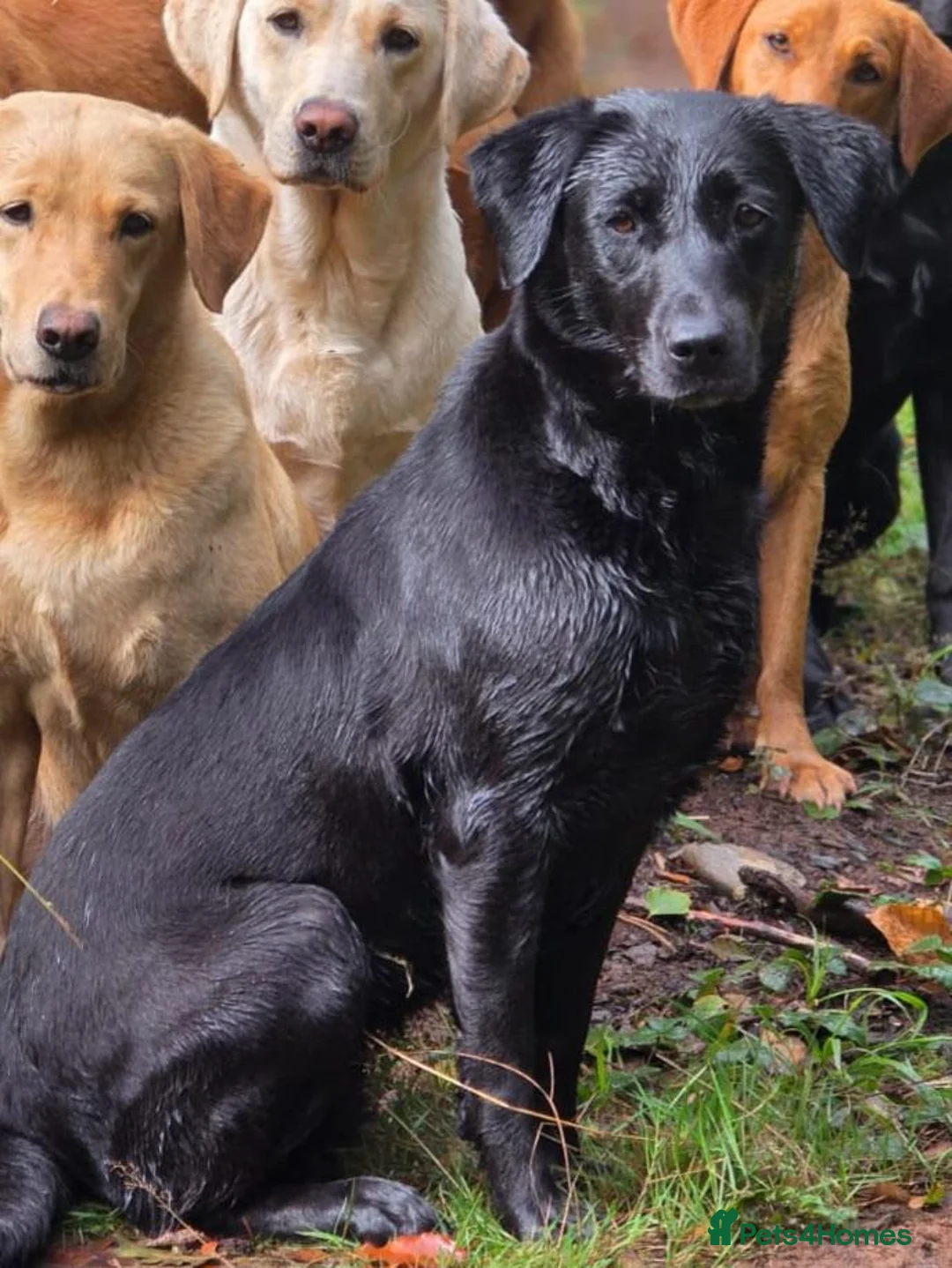 Labrador Retriever dogs for sale: 6y labrador bitch  - Advert 2