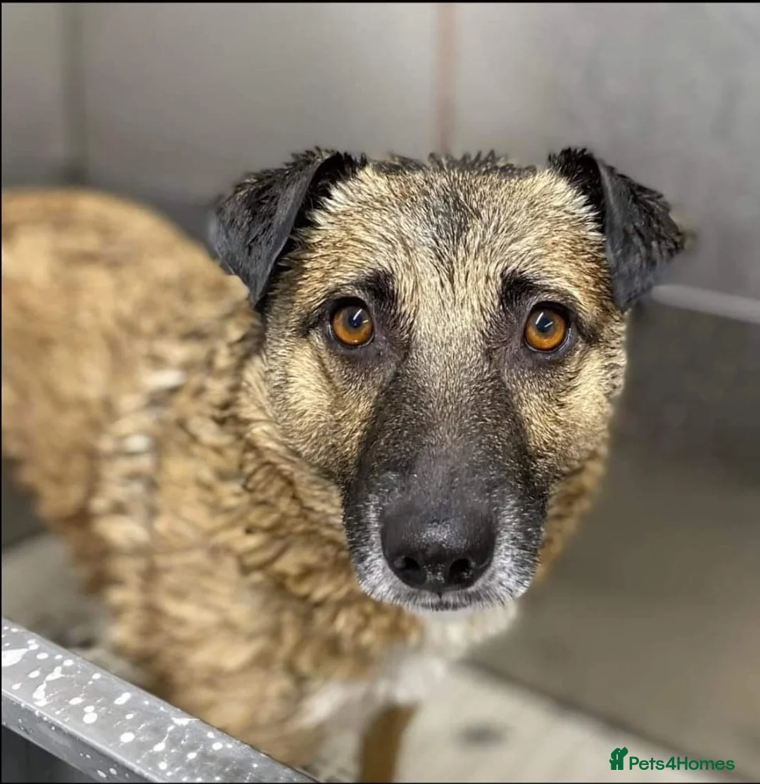 Mixed Breed dogs for adoption: Meet Jakob, currently residing in Cranage, Crew in Crewe - Advert 14