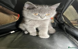 British Shorthair cats for sale: Reduced to clear Britsh shorthair Pure blue Girl  - Advert 11