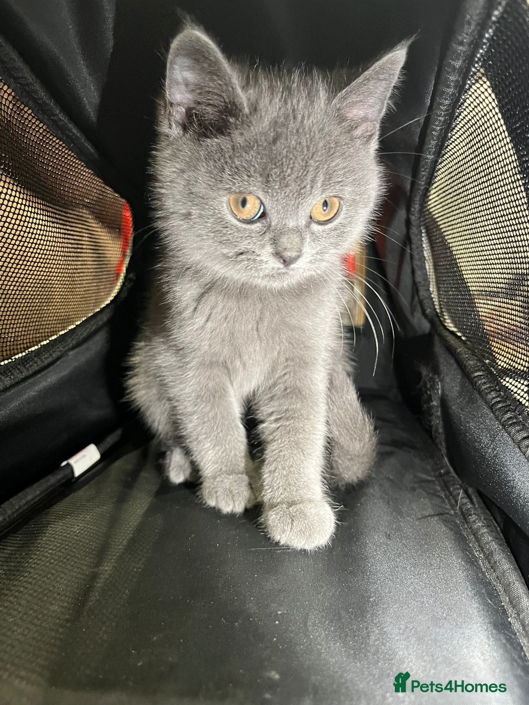 British Shorthair cats for sale: Reduced to clear Britsh shorthair Pure blue Girl  - Advert 11