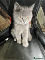 British Shorthair cats - Advert 13