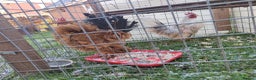 Mixed Breed birds for sale: Friendly purebred serama cockerels - Advert 3