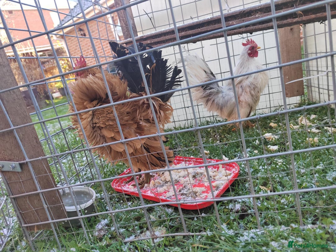 Mixed Breed birds for sale: Friendly purebred serama cockerels - Advert 3