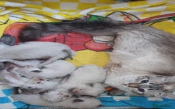 Ragdoll cats for sale: Stunning GCCF Registered Ragdoll Kittens. - Image 17