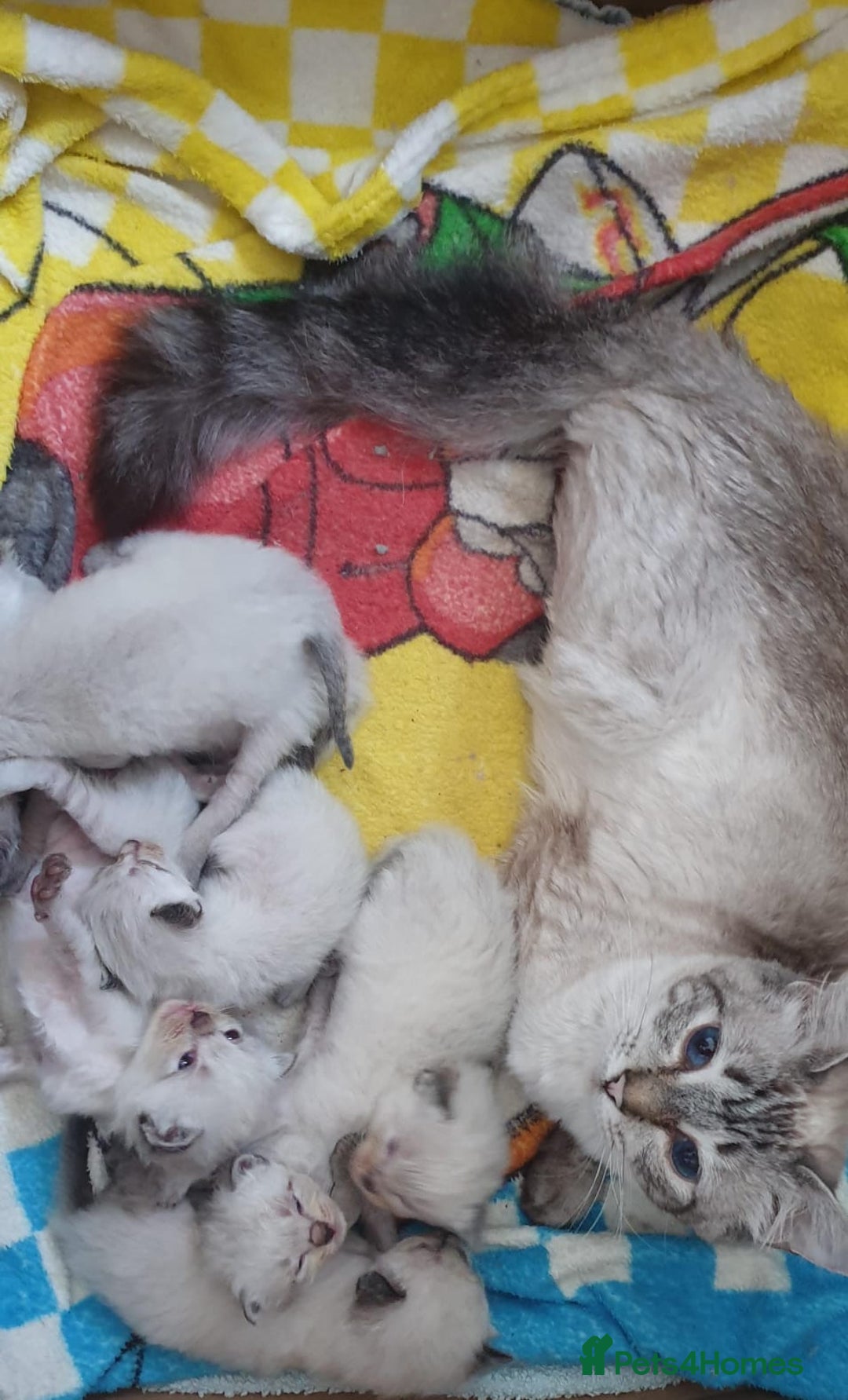 Ragdoll cats for sale: Stunning GCCF Registered Ragdoll Kittens. - Image 17