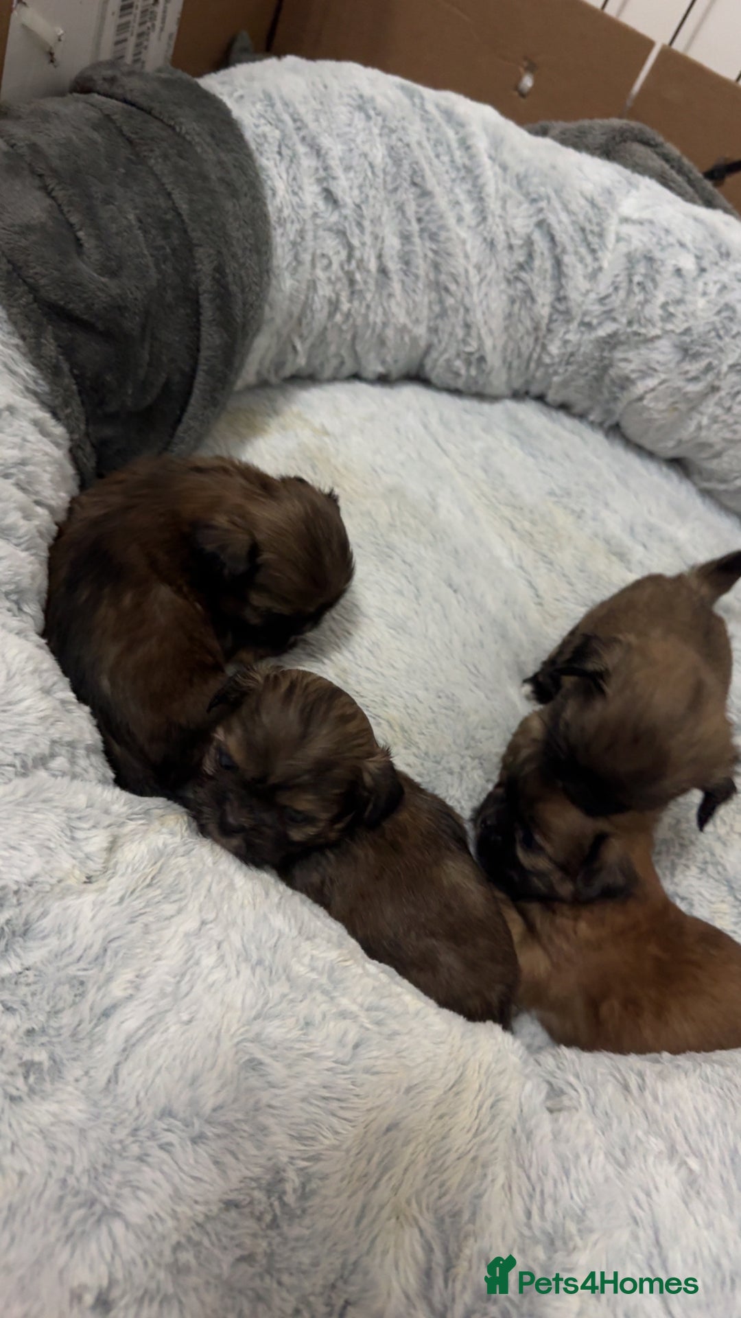 Shih Tzu dogs for sale: Shih tzu puppies for sale 2 girls 2 boys - Advert 1