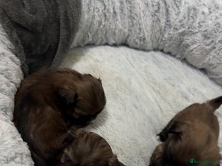 Shih Tzu dogs for sale: Shih tzu puppies for sale 2 girls 2 boys - Advert 1
