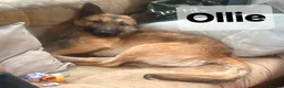 Mixed Breed dogs for sale: ACE, OLLIE & CHESTERLOOKING FOR THEIR HOMES - Advert 9