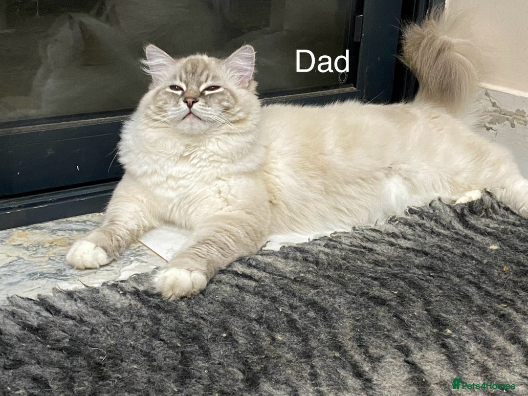 Ragdoll cats for sale: Attention🎈Rare Kitten  - Image 33
