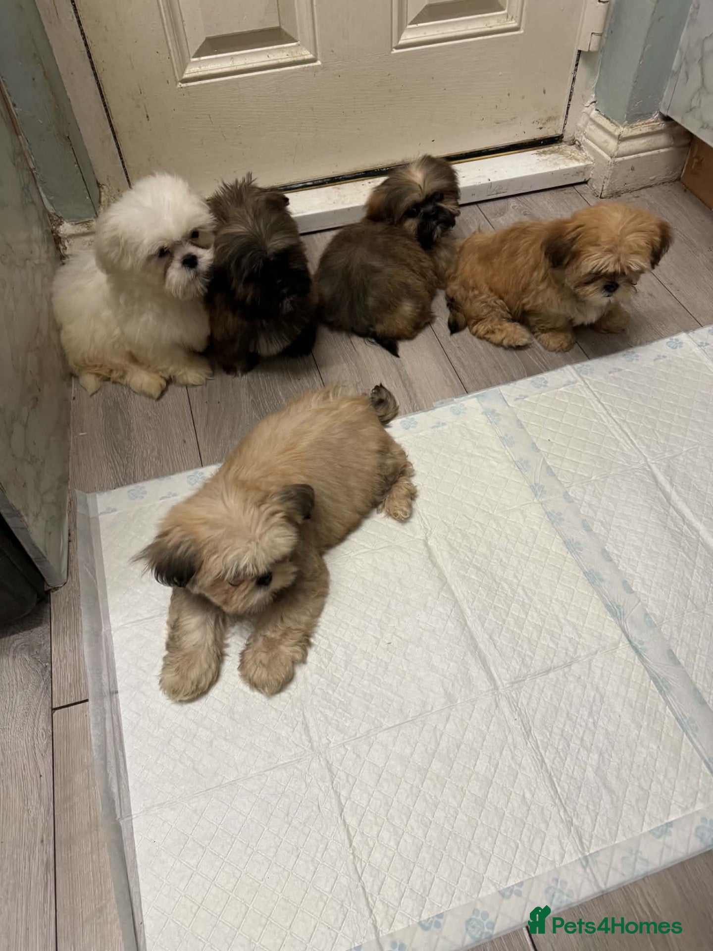Shih Tzu dogs shih tzu puppies - Advert 1
