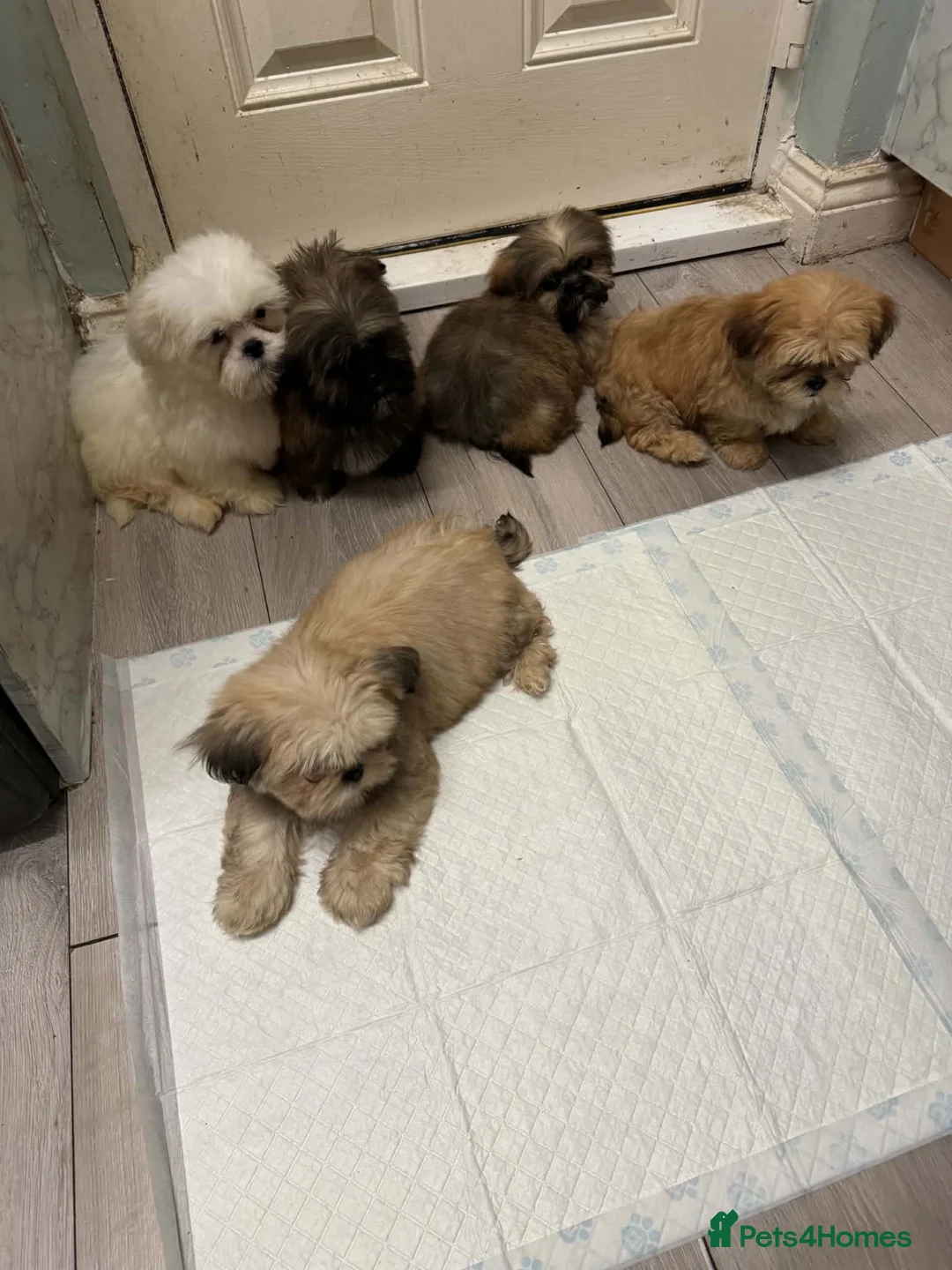Shih Tzu dogs for sale: shih tzu puppies - Advert 1