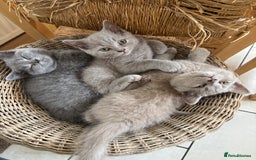British Shorthair cats for sale: 4 stunning British blues  - Image 15